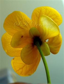  Flower (Lower view)-see Calyx and Corolla